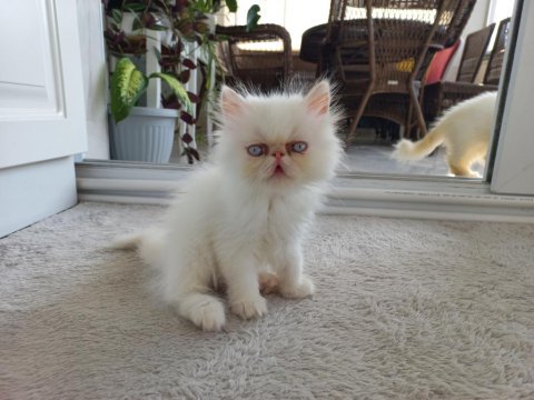 İran exotic longhair 2 buçuk aylık dişi