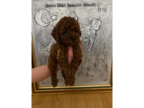 Toy poodle bebekler orijinal