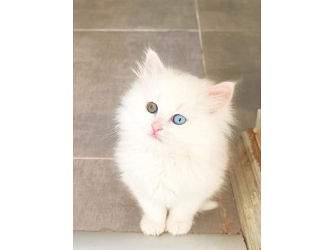 Çok nadir bulanan pofuduk yavru kedimiz