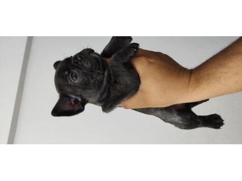 Kan hattı muhteşem french bulldog yavrumuz