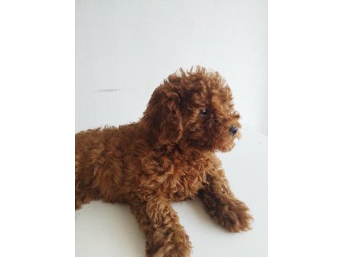 Safkan red brown toy ve kore dişi poodle yavrular