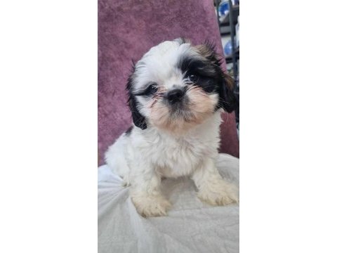 Shih tzu bebeklerimiz yeni yuvasına gitmeye hazırdır
