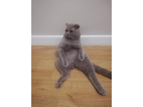 Yetişkin erkek british shorthair