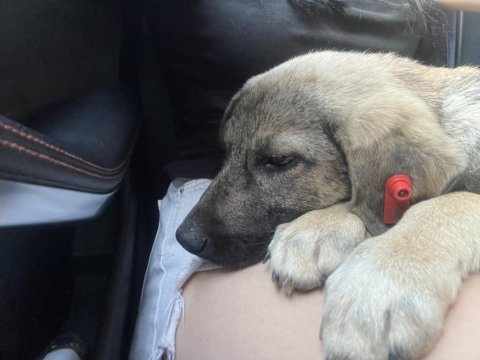 Köpeğim cesur