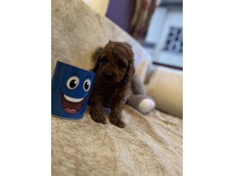 Saf kan toy poodle yavrumuz