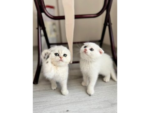 Kendi kedimizin yavruları