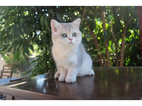 Safkan secereli blue golden erkek yavru