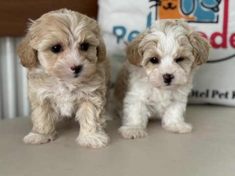 Show kalite tea cup kore maltipoo yavrularımız
