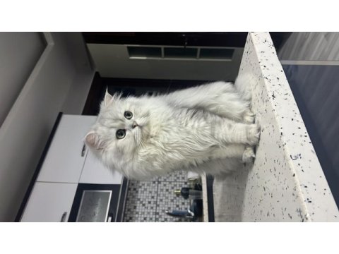Şecereli british longhair erkek kedimize eş arıyoruz