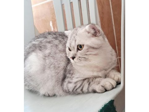 Scottish fold silver erkek