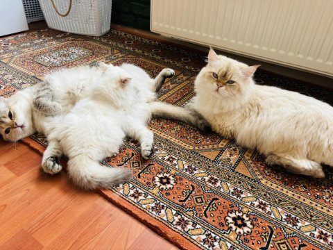 British longhair kediler