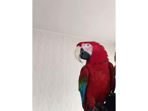6 yaşında kırmızı macaw papağanı