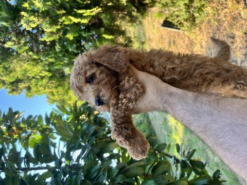 Poodle harikası kıvır kıvır bebekler