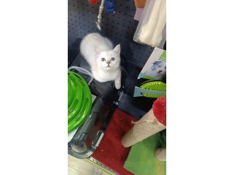 Scottish fold ve british yavrularımız