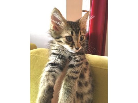 2,5 aylık sevimli tekir oğlumuz