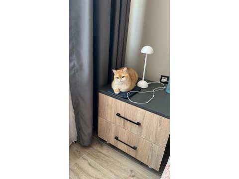 Golden british shorthair 3 yaşında kısır
