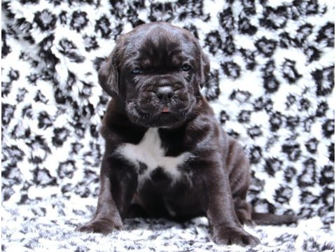 Fcı-kıf secereli safkan cane corso yavru