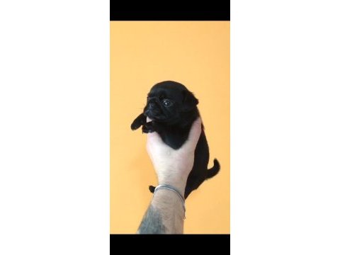 Dişi pug