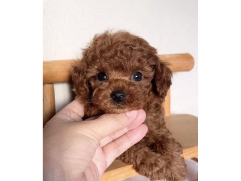Kore kan toy poodle