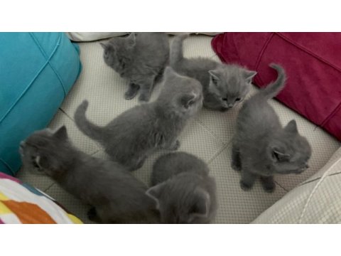 2 aylık gri british shorthair yavrularımız