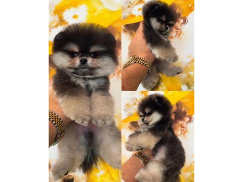 A kalite pomeranian boo köpeğimiz