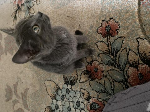British shorthair kedisi