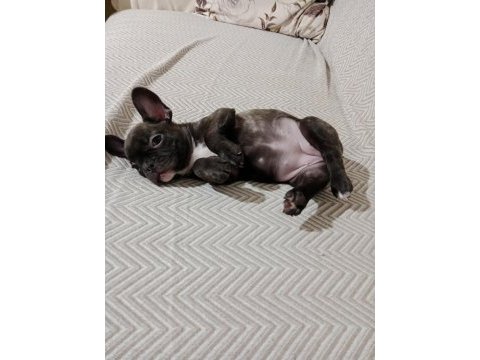 Mart 1 doğumlu french bulldog