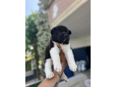 American dev akita aslanlar