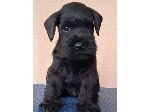 Anne altından rezerve schnauzer bebekler
