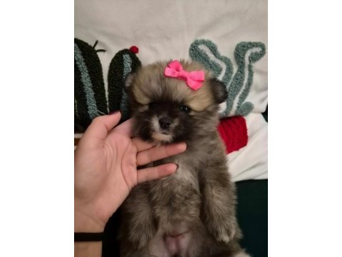 Belgeli aşılı pomeranian yavruları