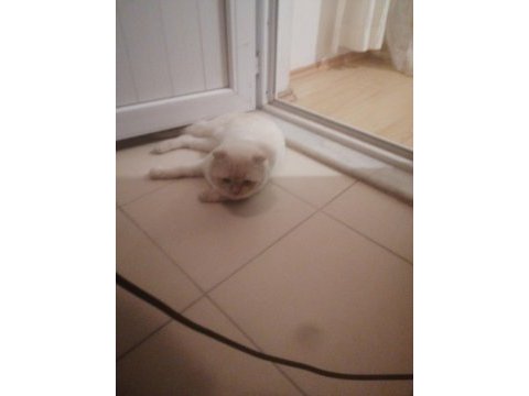 Çok şehir dışında olduğum için british shorthair