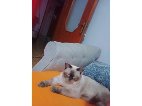 Escobar adlı kedimiz eşsiz güzellikte mavi gözlüdür