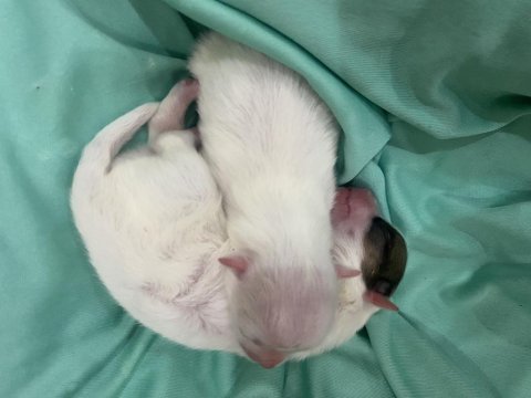 40 günlük bebek köpeklerimize yuva arıyoruz