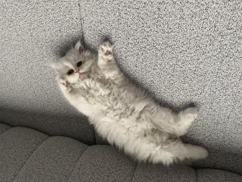 Sağlık garantili aşıları tam yavru kedimiz