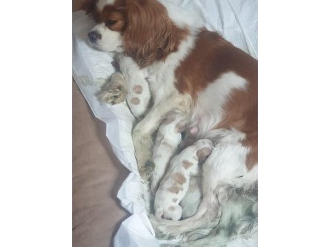 Anne baba cavalier king charles safkan yavrularımız