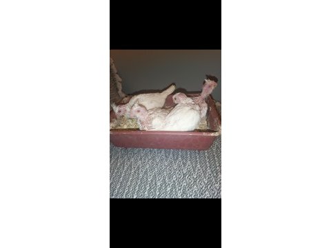 Albino takım sultan papağanı erkeği konuşur