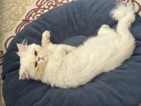 1 buçuk yaşında persian cins