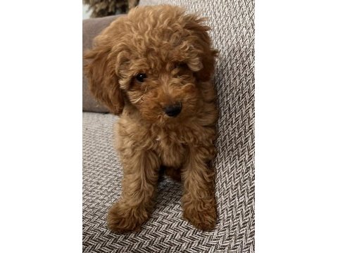 3.5 aylık poodle (yalnızca bursa içi)
