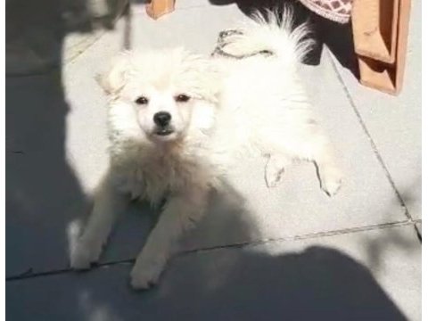 Beyaz dişi 4 aylık yavru spitz