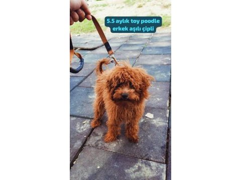 2 kg toy poodle büyümeyecek