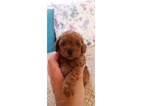 Toy poodle bebekler ev üretimi safkan kore kan çorlu