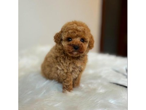 Birbirinden güzel toy poodle bebeklerimiz