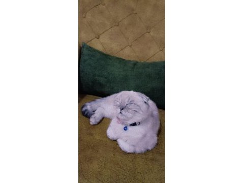 1 yaşındaki dişi scottish fold kedimizi sahiplendiriyoruz
