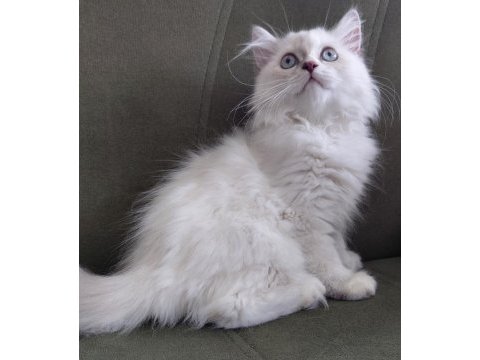 British longhair 3.5 aylık erkek