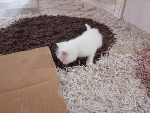 British shorthair yavrularımız rezerveye uygundur
