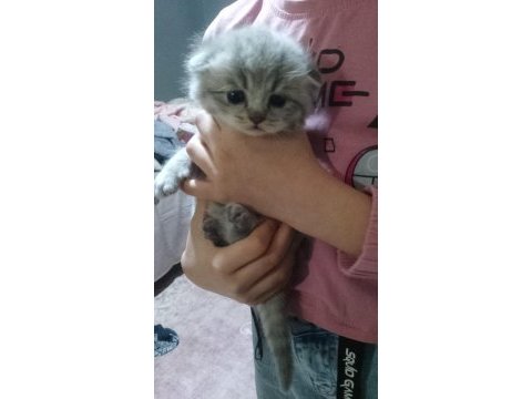Tatlı british shorthair bebekler sahiplerini bekliyor