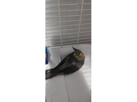 Sultan papağanı 4 adet yavru