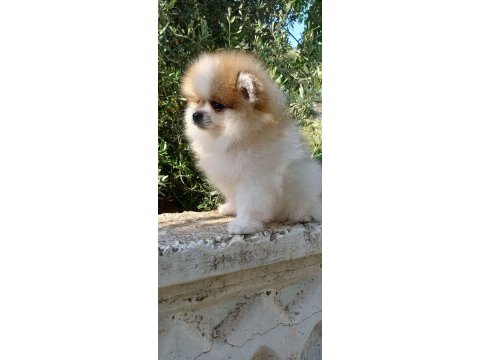 Pomeranian boo dişi tea cup