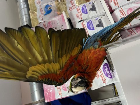 8 aylık hibrit macaw papağanımız