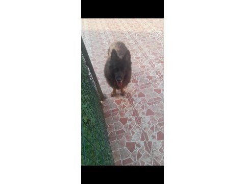 Yetişkin erkek eğitimli alman kurdu istanbul